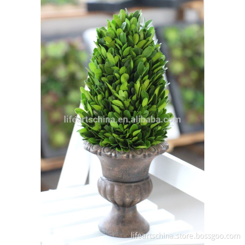 30cm Preserved boxwood, potted plant, boxwood grass topiary